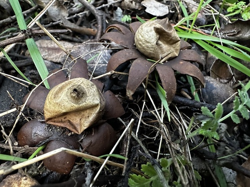 Marginata (Photo 7 of 13)