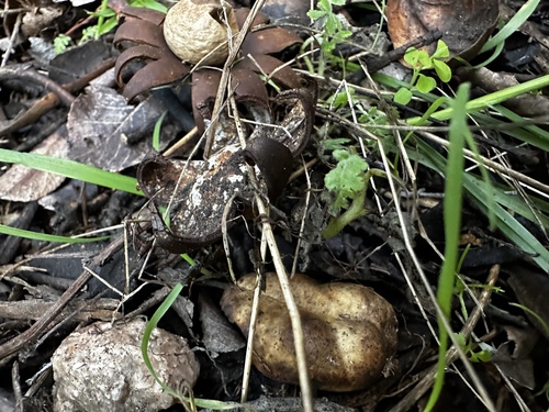 Marginata (Photo 11 of 13)
