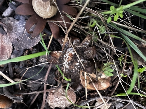 Marginata (Photo 12 of 13)