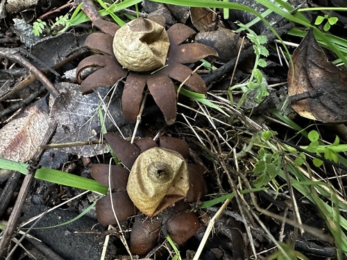 Marginata (Photo 13 of 13)