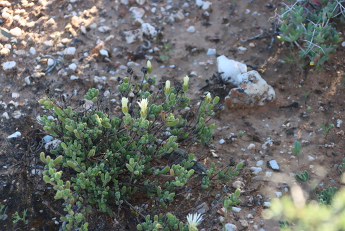 Image of Drosanthemum schoenlandianum by (c) Tony Rebelo, some rights reserved (CC BY-SA)