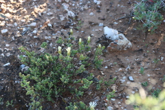 (c) Tony Rebelo, some rights reserved (CC BY-SA) Drosanthemum schoenlandianum, photograph (c) Tony Rebelo, some rights reserved (CC BY-SA)