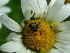 Tebenna bjerkandrella