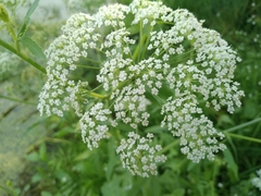 Sium latifolium