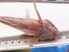 Spoonhead Sculpin photo 2