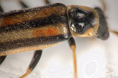 Rhagonycha genistae