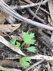 Trachymene composita