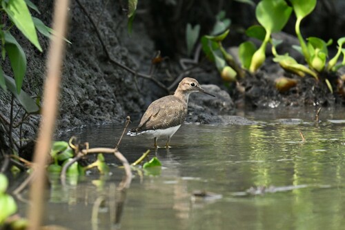 Common Sandpiper