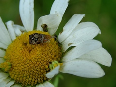 Tebenna bjerkandrella