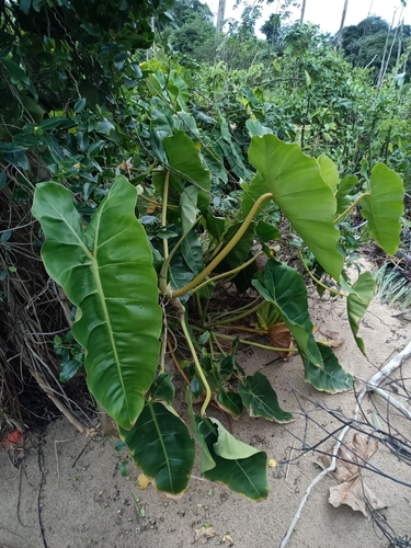 Philodendron quinquenervium
