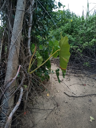 Philodendron quinquenervium