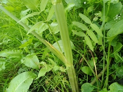 Sium latifolium