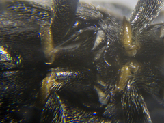 Rhagonycha hesperica