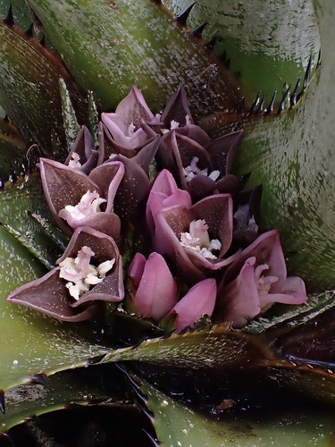 Greigia sanctae-martae