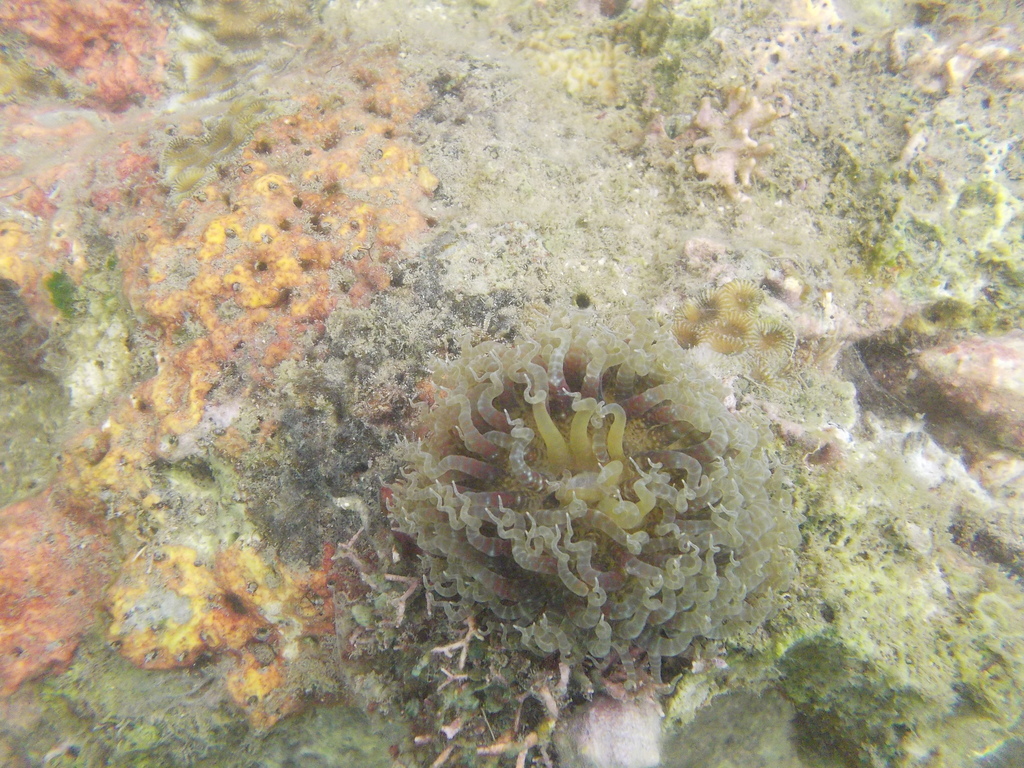 Swimming anemone