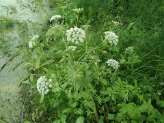 Sium latifolium