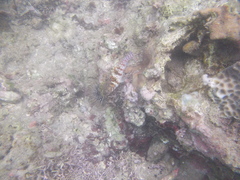 Cirrhitichthys falco