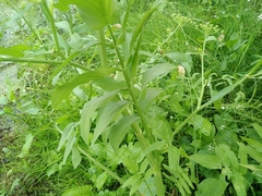 Sium latifolium