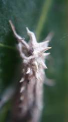 Akanthomyces tuberculatus