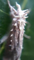 Akanthomyces tuberculatus