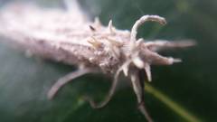 Akanthomyces tuberculatus