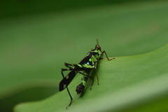 Erianthus versicolor
