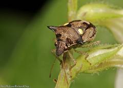 Eysarcoris insurgens