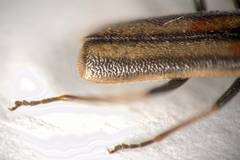 Rhagonycha genistae