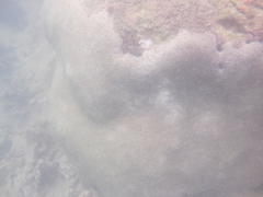 Physogyra lichtensteini