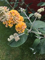 Buddleja weyeriana
