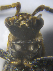 Rhagonycha hesperica