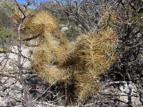 Cylindropuntia hystrix, photograph 1