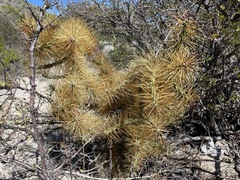 Cylindropuntia hystrix, photograph (c) Roberto Jovel, some rights reserved (CC BY)