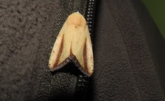 Xanthodes intersepta