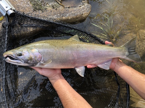 Oncorhynchus kisutch (Walbaum, 1792)