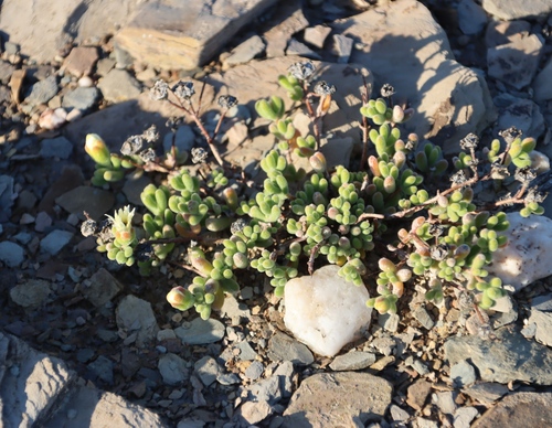 Image of Drosanthemum schoenlandianum by (c) Tony Rebelo, some rights reserved (CC BY-SA)