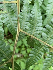 Deparia boryana