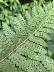 Deparia boryana