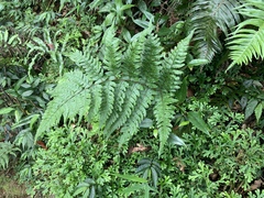 Athyrium arisanense