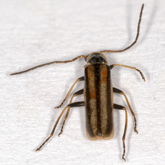 Rhagonycha genistae