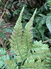 Athyrium arisanense