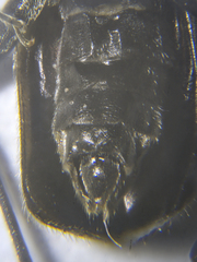 Rhagonycha hesperica
