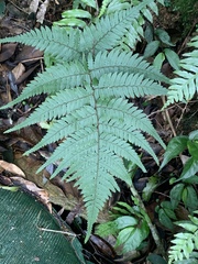 Athyrium arisanense