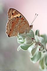 Junonia orithya wallacei