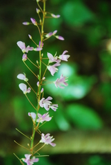 Hylodesmum