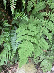 Acystopteris tenuisecta