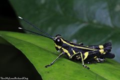 Traulia azureipennis