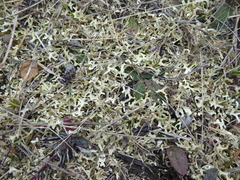 Xanthoparmelia semiviridis