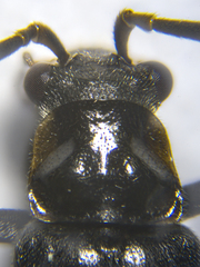 Rhagonycha hesperica