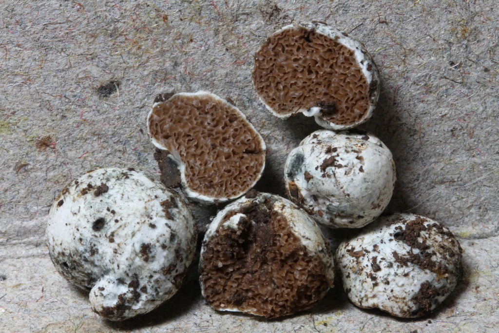 Timgrovea subtropica
